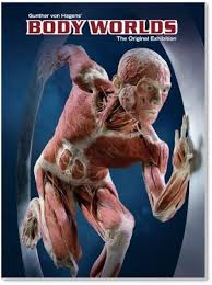 Body Worlds - The Original Exhibition of Real Human Bodies