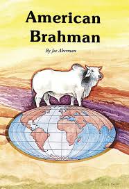 American Brahman
